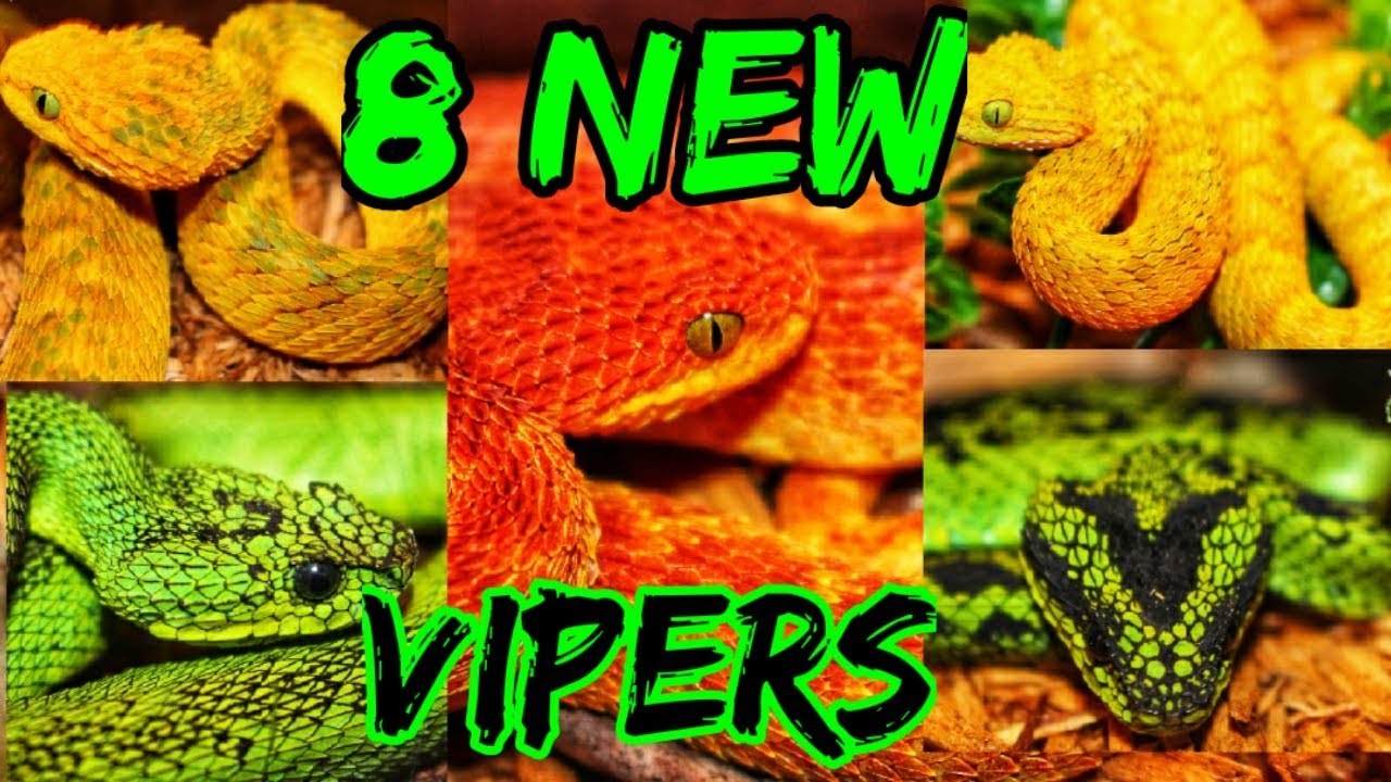 UNBOXING 8 NEW AFRICAN VIPERS.