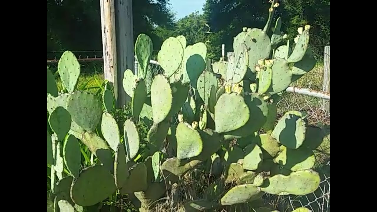 Prickly pear removal