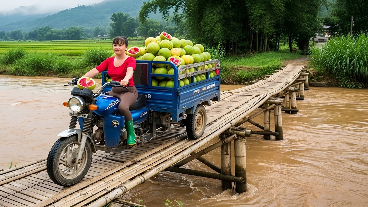 TIMELAPSE -- Harvesting 1000+ Giant Grapefruits | Transport by 3-Wheeled Truck To Market Sell
