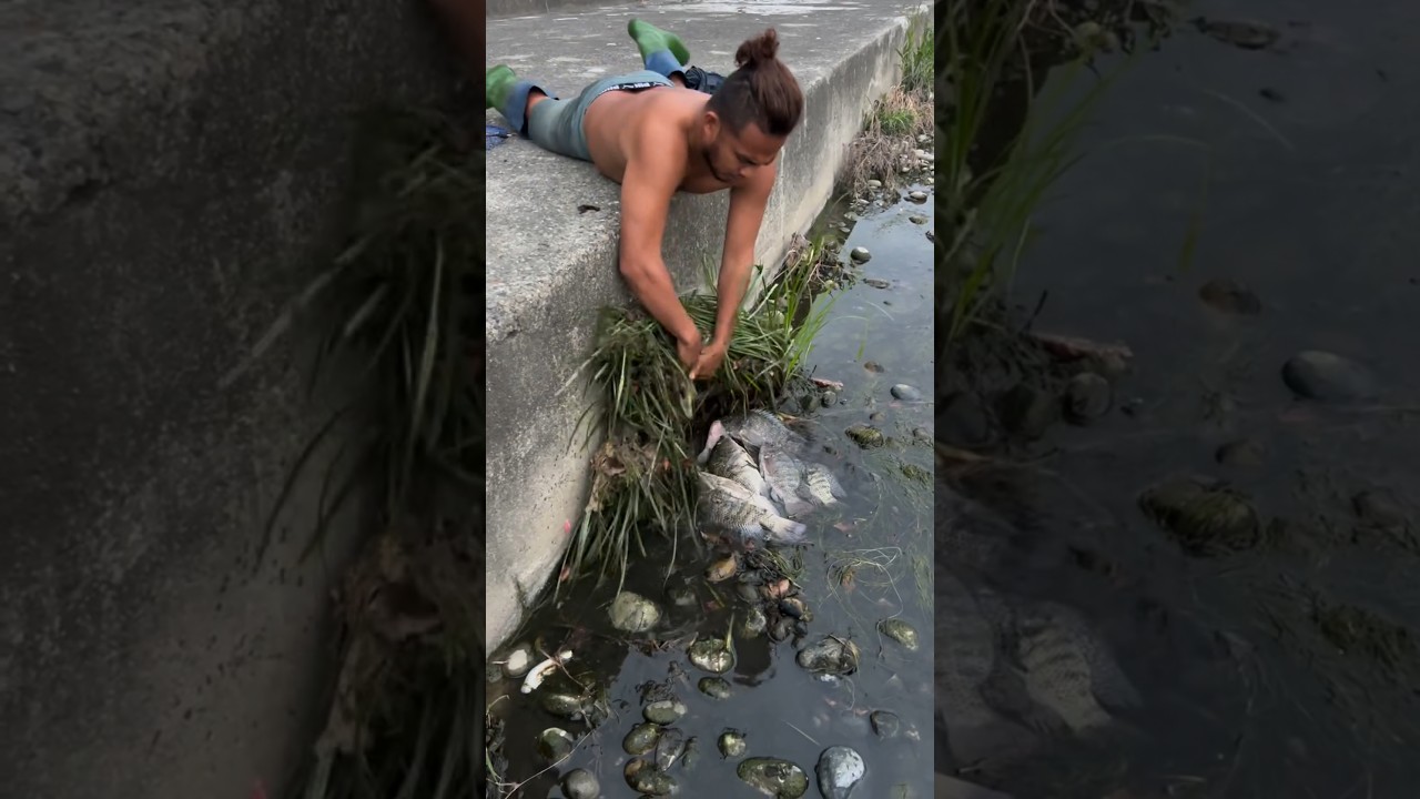 Discovering a Massive School of Tilapia Fish in a Local Pond