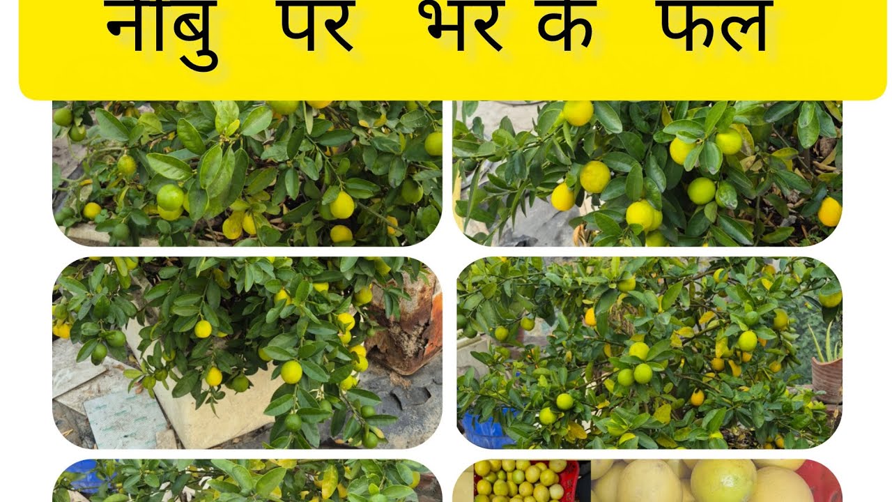 नींबु पर  फरवरी  में किए जाने  वाले  काम जिससे हो  जाये  नींबु  की  बरसातें 