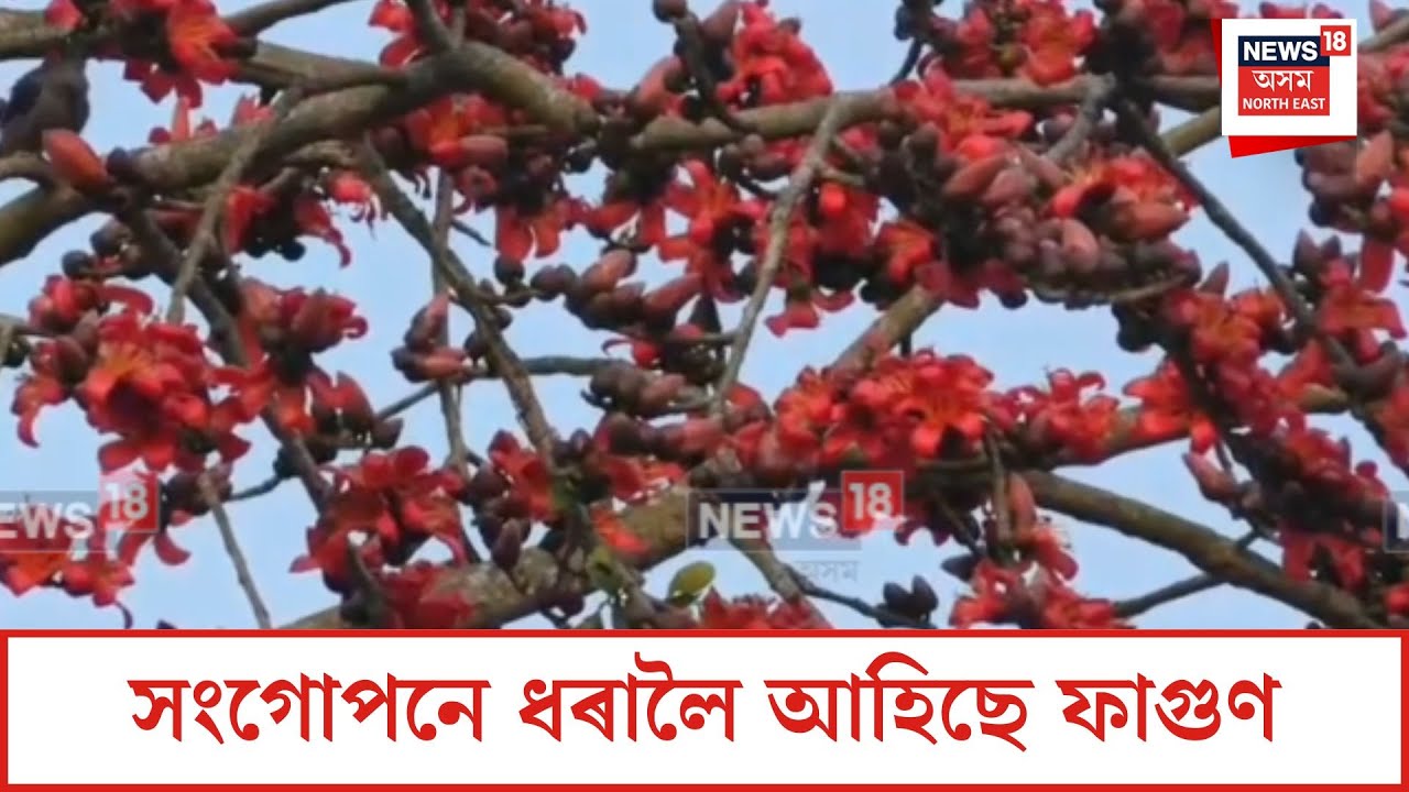 Kaliabor News| সংগোপনে ধৰালৈ আহিছে ফাগুণ| N18V