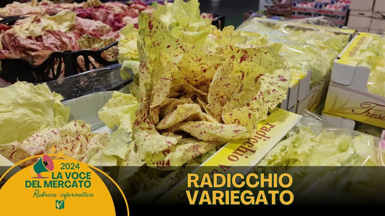 La voce del Mercato 12.01.2024: Radicchio Variegato e Radicchio  Rosso Tardivo