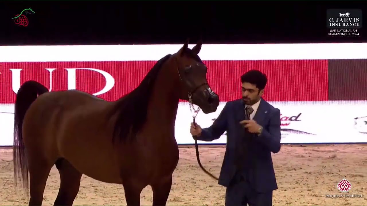 N.150 D SAHEEL - UAE National A.H. Championships 2024 - Stallions 4-6 Years Old (Class 9)