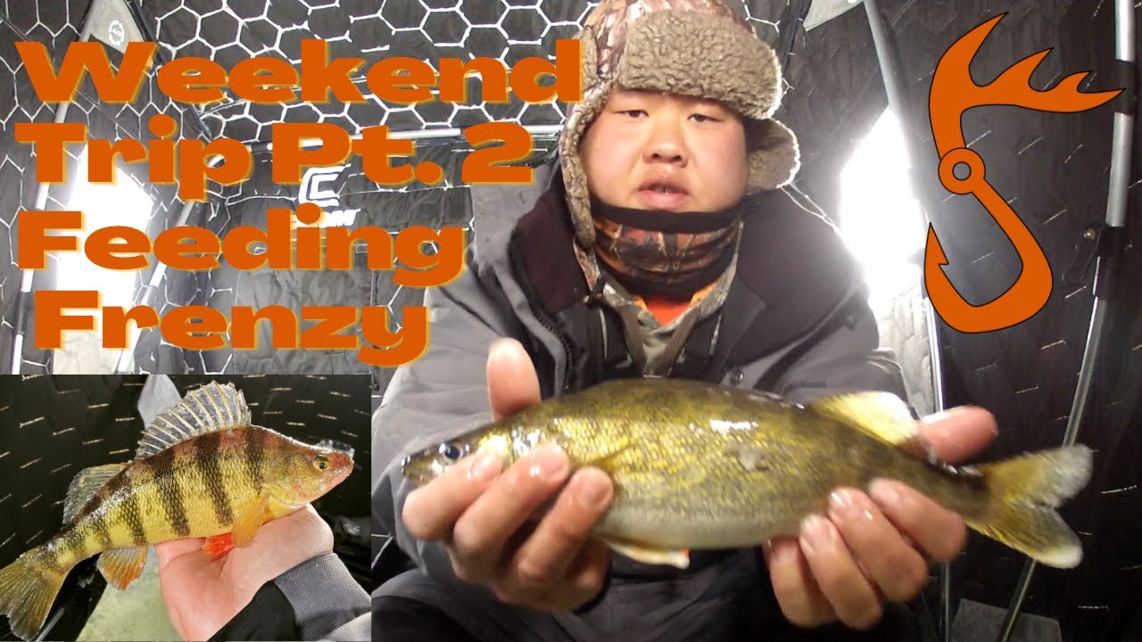 Weekend Trip Part 2 Feeding Frenzy (Walleye, Sauger + Bonus Perch)