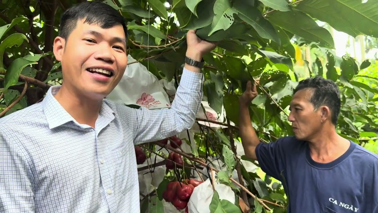 Mận hồng mst của a Đỉnh ở sóc Trăng và sự chia sẽ của a về mận mst…12/1/2026