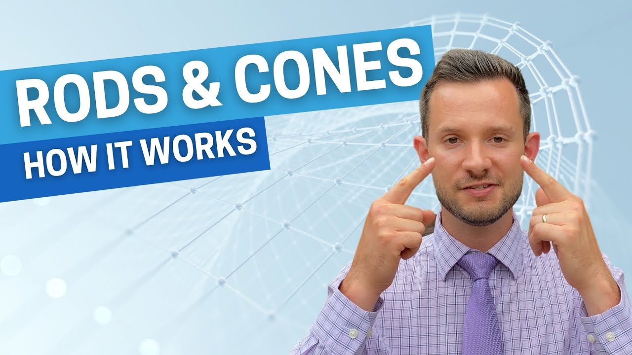 HOW IT WORKS - Rods & Cones