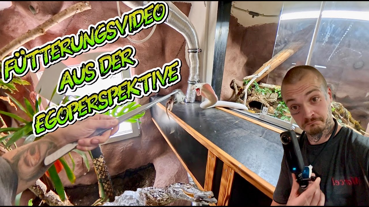 360° Fütterung meiner Reptilien – Giftschlangen, Panzer­echsen & mehr!
