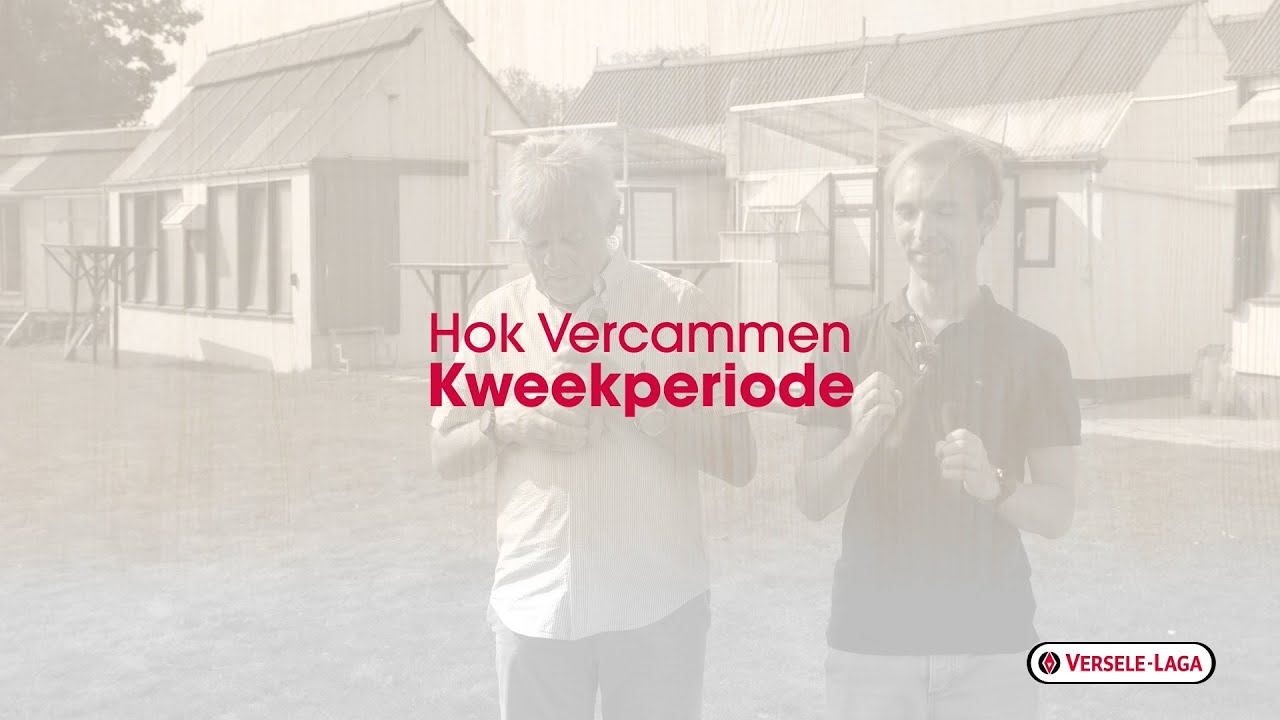 Tips voor duivenkwekers van het Hok Vercammen - kweekperiode
