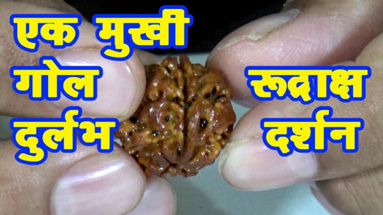 Ek Mukhi Gol Rudraksh के दर्शन# गोल एक मुखी नेपाली रुद्राक्ष के दर्शन#EkmukhiRudraksha#rudraksh