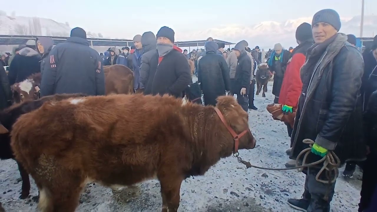 МОЛБОЗОРИ ДУПУЛА Ш ПАНЧАКЕНТ 23 01 2025