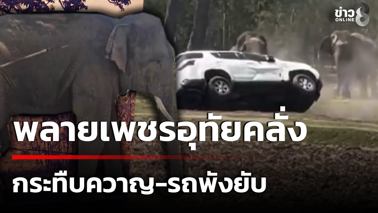 พลายเพชรอุทัยคลั่งกระทืบควาญ-รถพังยับ | 17 ก.พ. 69 | คุยข่าวเช้าช่อง8