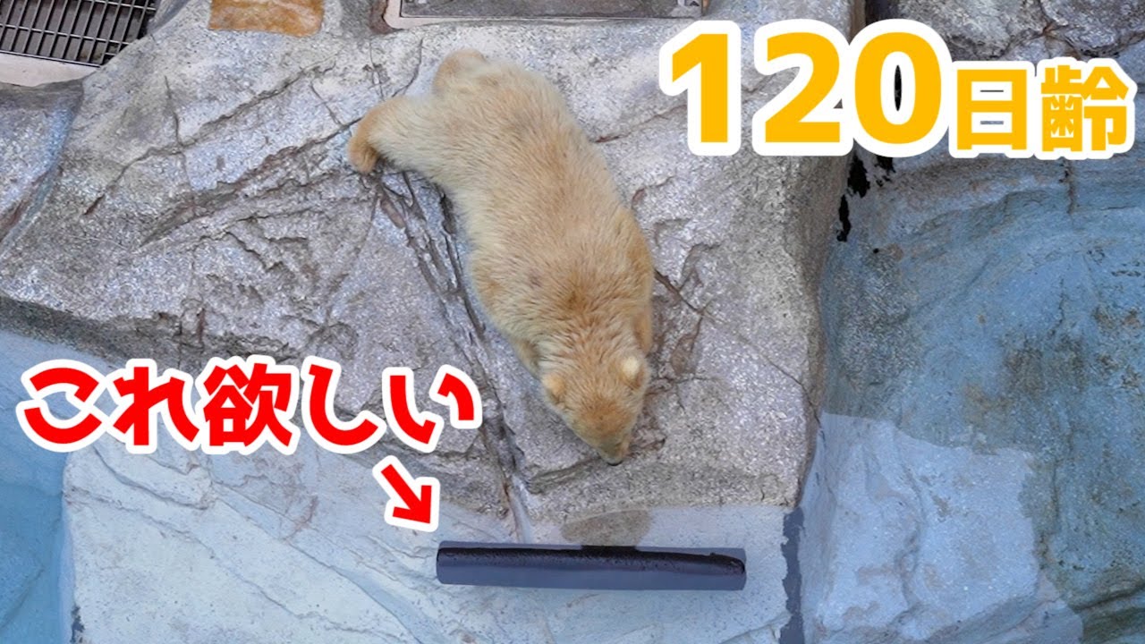 どうしてもおもちゃを取りたい子グマ【120日齢】Polar Bear Baby Growth Record(Day 120)