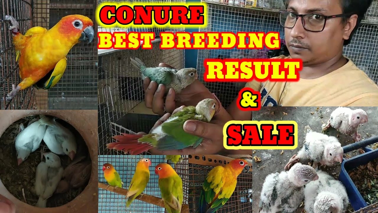 Surprising breeding progress of conures birds🐕Pineapple coonoor & yellow sided Sale🐕Birds for sale