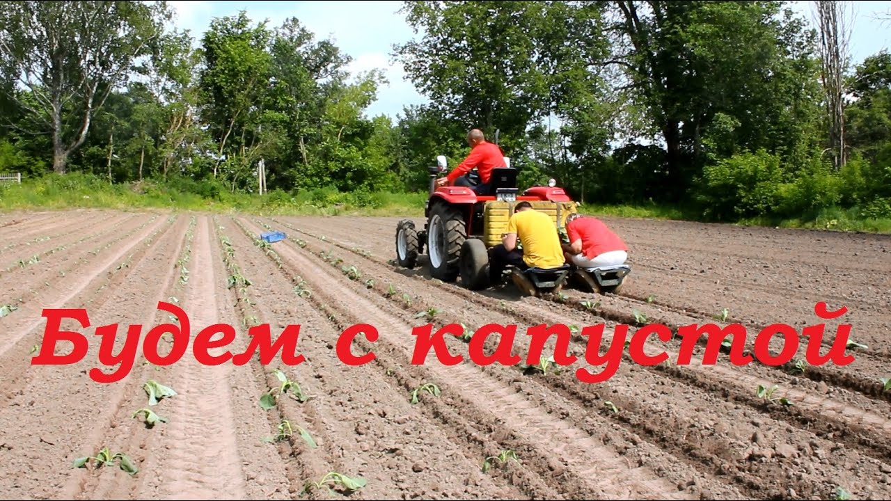 Впервые на Rossel высадка капусты от А до Я.