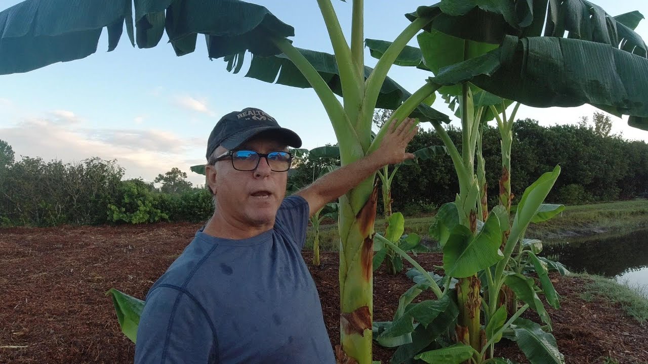 Trimming Banana Plant Rhizome Leaves to promote faster growth, Flower, Blossoms and Bananas