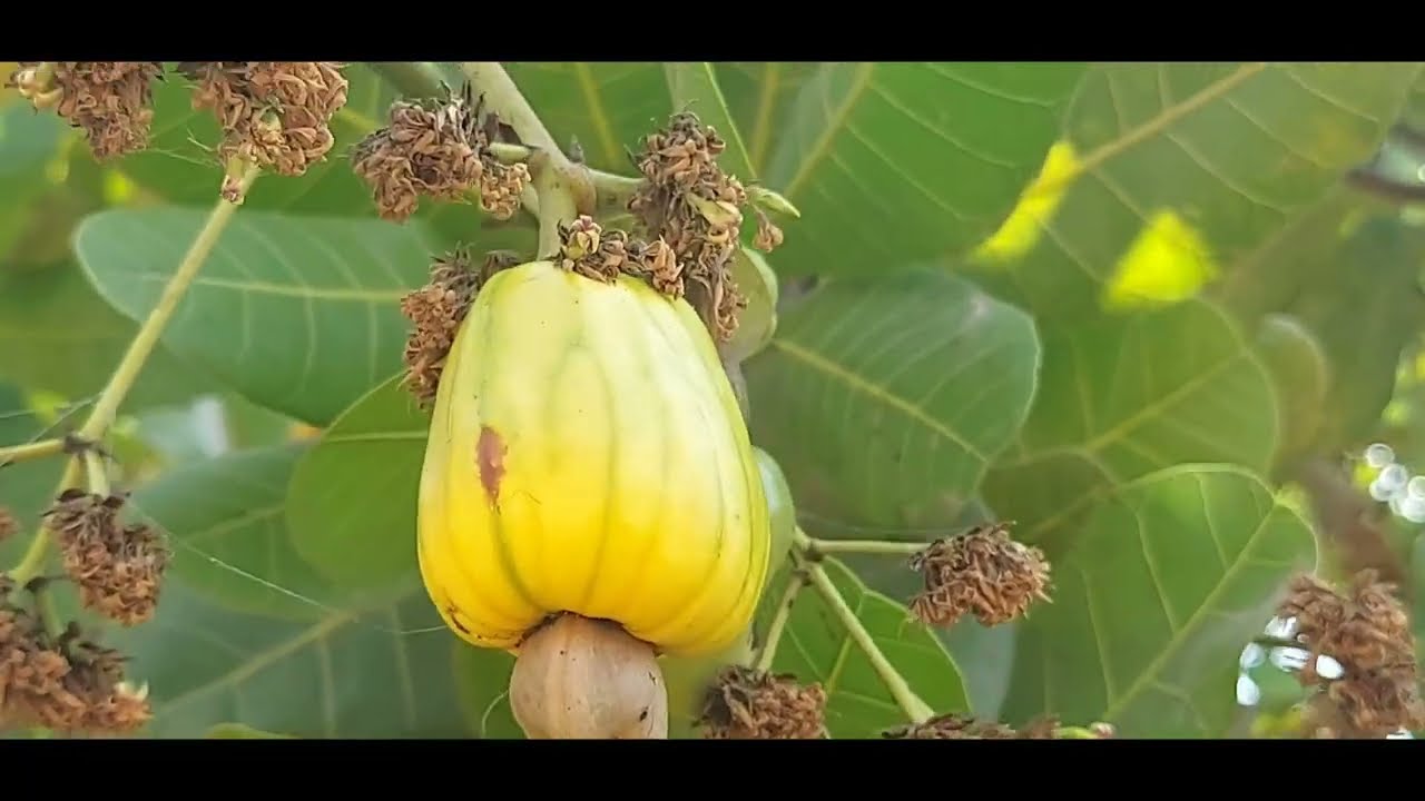 Muntha mamidi lentils | cashew fruit | munthamamidi kaya | jeedipappu pandu