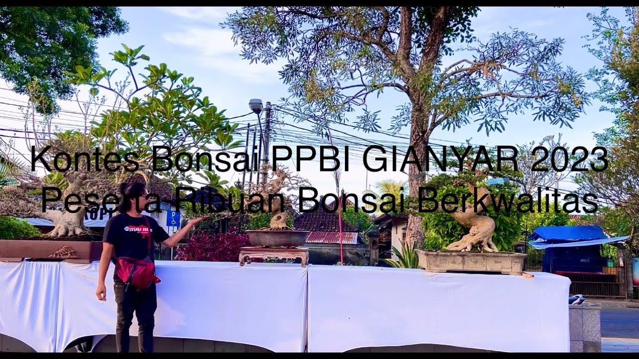 Kontes Barometer Bonsai Petarung PPBI GIANYAR Maret 2023 Dengan Peserta Ribuan Bonsai Berkwalitas