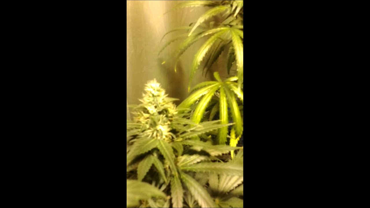 Cultivo de interior