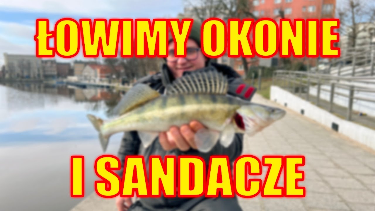 ŁOWIMY #okonie i #sandacze