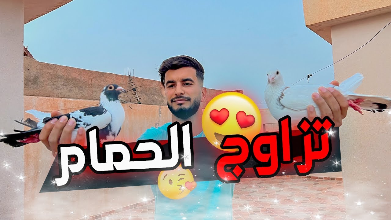 كيف تزاوج الحمام 🕊️😍