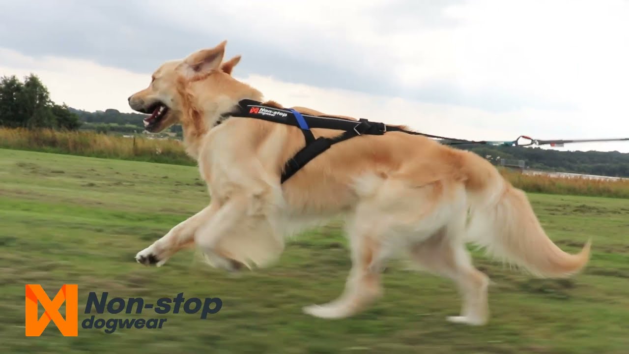 Non-stop Dogwear | CaniX Belt & Freemotion Harness &