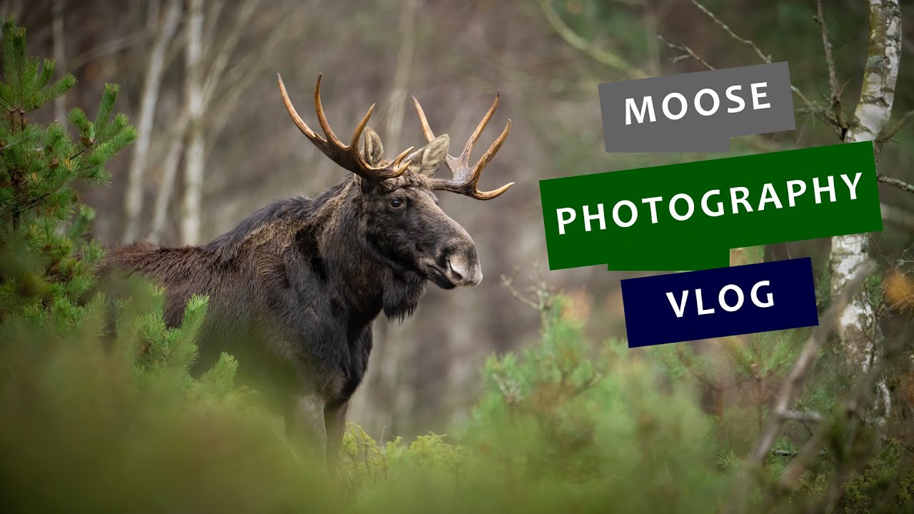 How to photograph a MOOSE? || My first WILDLIFE PHOTOGRAPHY VLOG