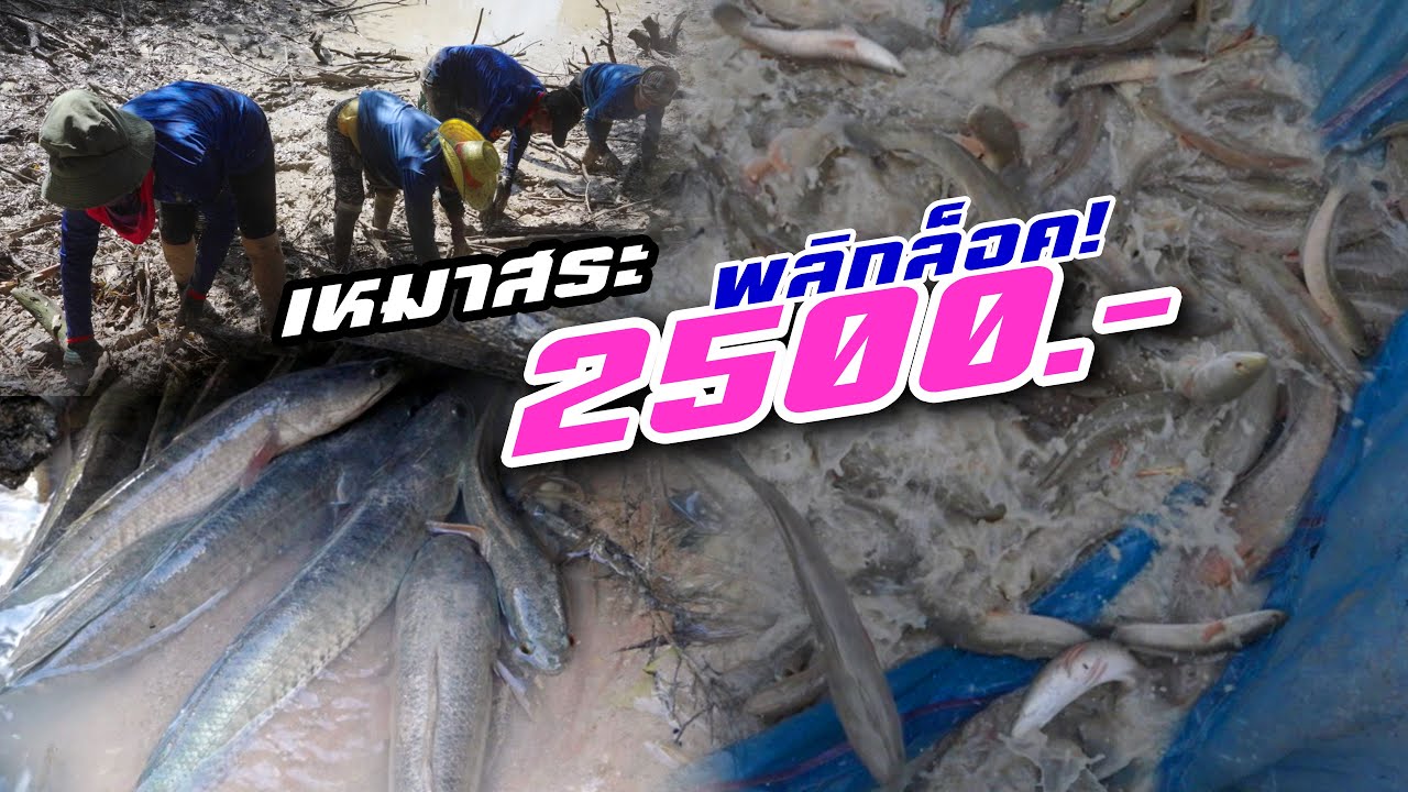 เหมาสระ 2,500 บาท พลิกล็อคเกินคาด บ้านปะหละ ต.ปะอาว /อะลางสะออน EP.1885