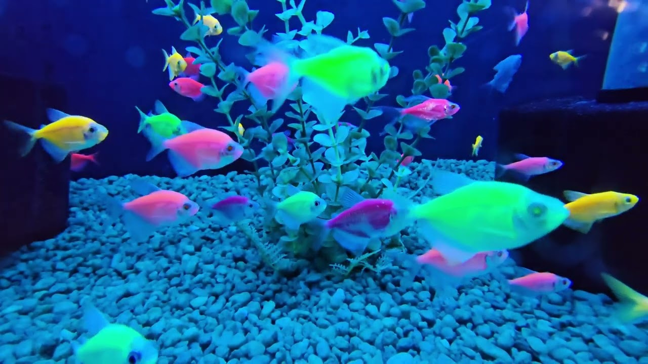 GloFish - Colorful Fish Aquarium (+30 minutes long) - Calming, Relaxing and Soothing Music
