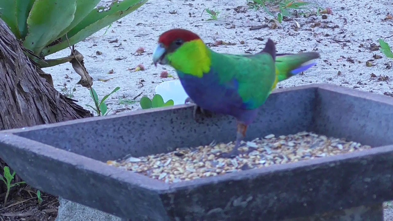 Red capped Parrot 2