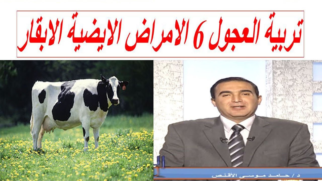 تربية العجول 6 الامراض الايضية الابقار الحلوب و العلاجات الازمة لمزراع التسمين البلدى