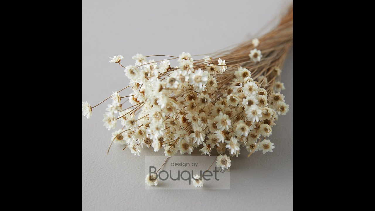 Bunch of Dried Glixia in natural white.