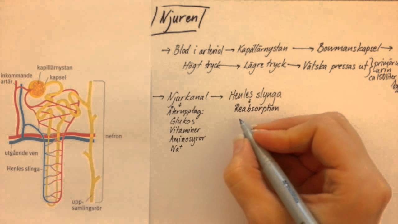 Utsöndringen del 3 - Njuren