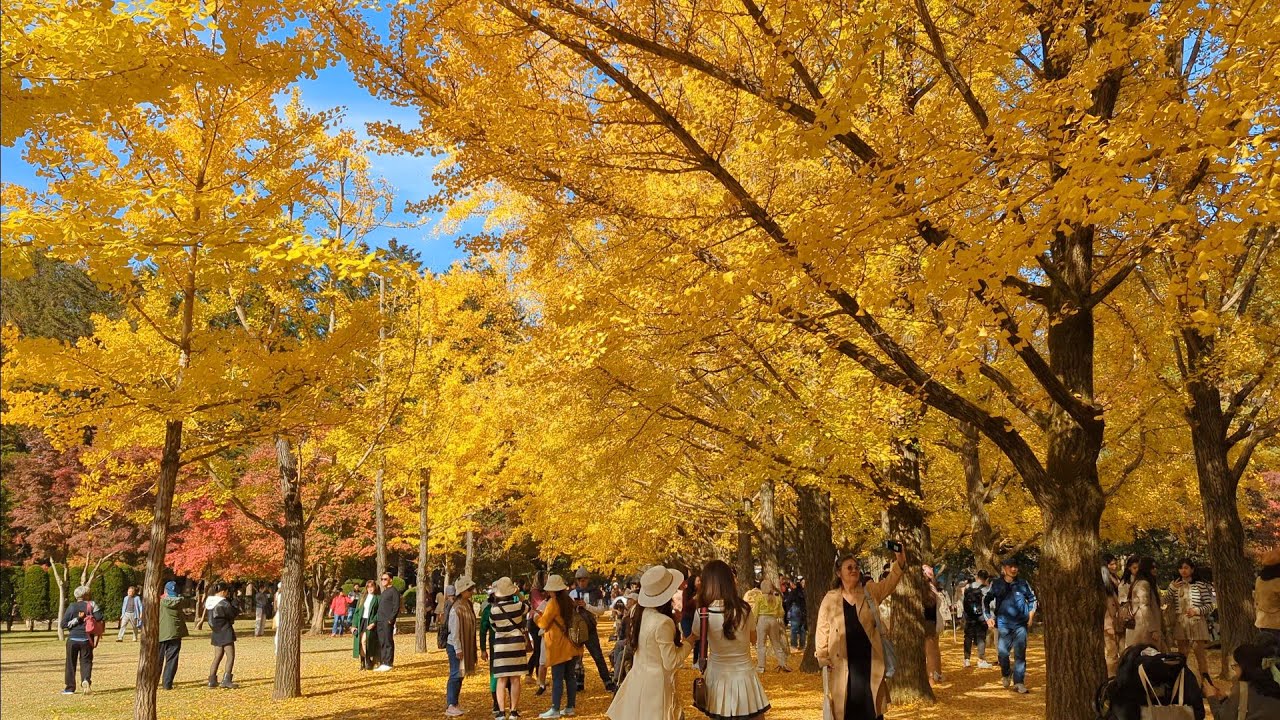 Korea Nami Island Beautiful Autumn Leaves Walk | 30 Oct 2024 | 4K Video | Seoul | South Korea
