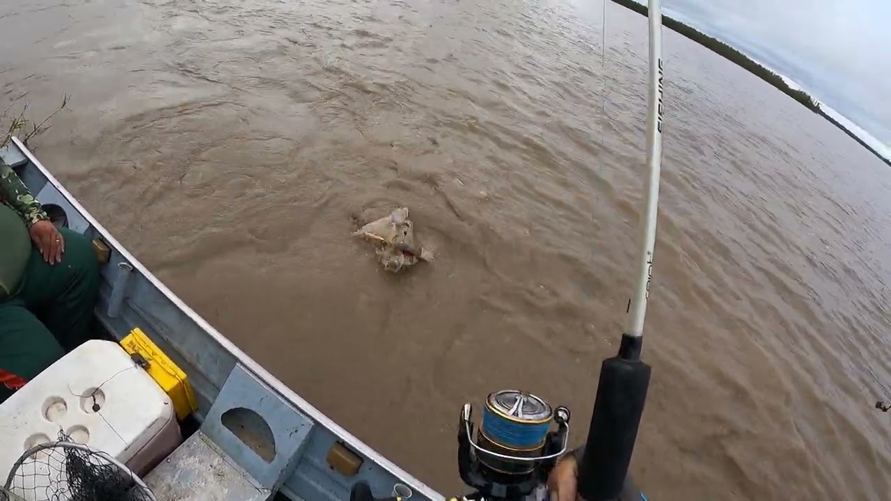 pesca de piro o bacu en el r&iacute;o madera porto velho Brasil....