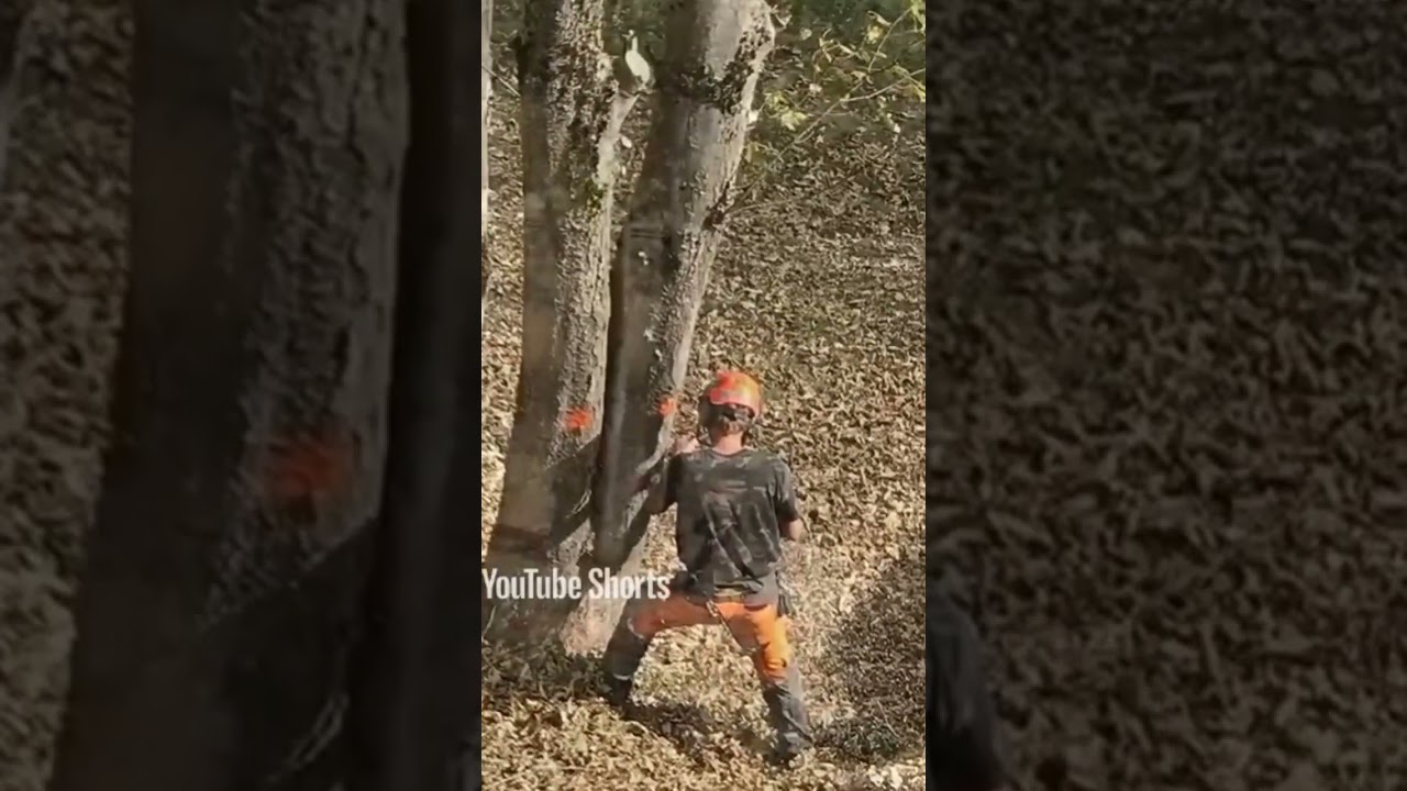 ARCHIVES 2018: Abattage technique.#woodworking #lumberjack