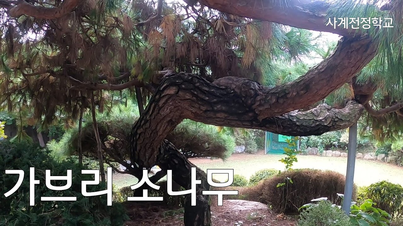 가브리 소나무 #281사계전정학교 작업 25 10  23
