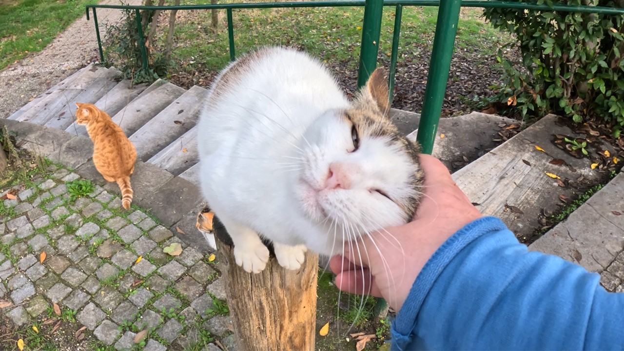 What 6 years of friendship with a stray cat looks like - Geveze the Talkative Cat