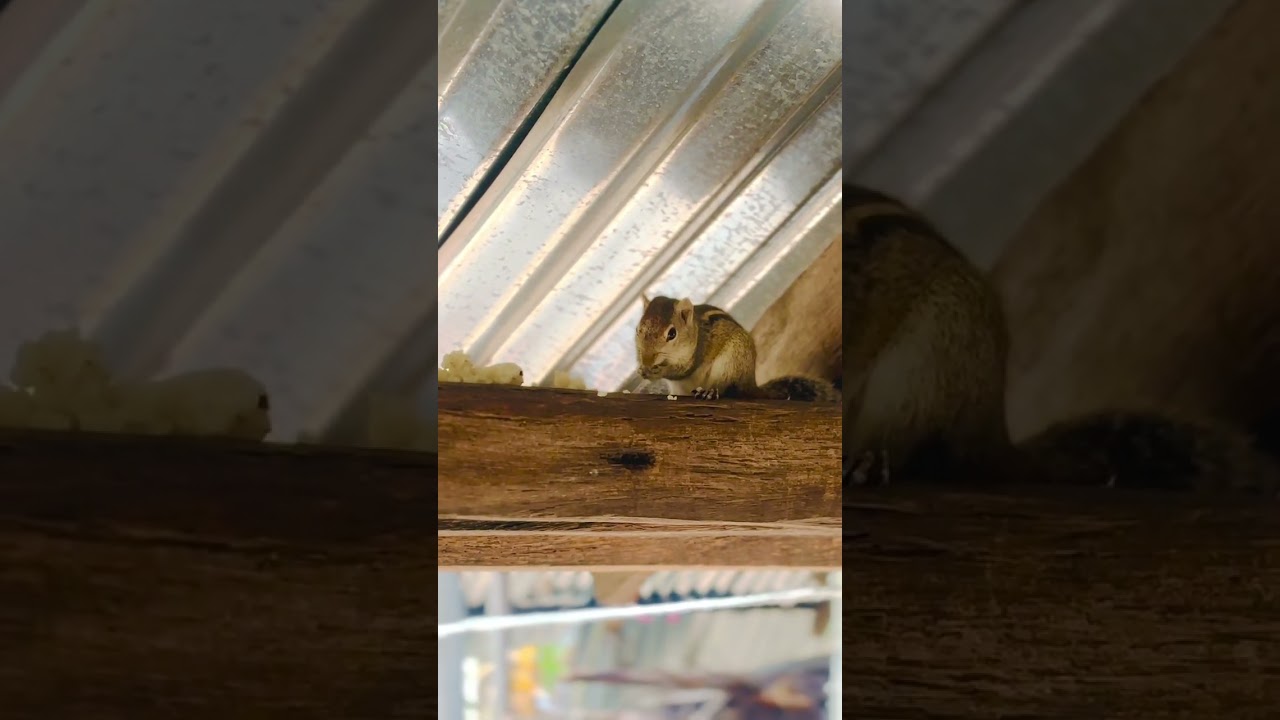 🐿️ Nature&rsquo;s Cutest Moment: Squirrel Eating Rice #squirrel  #nature