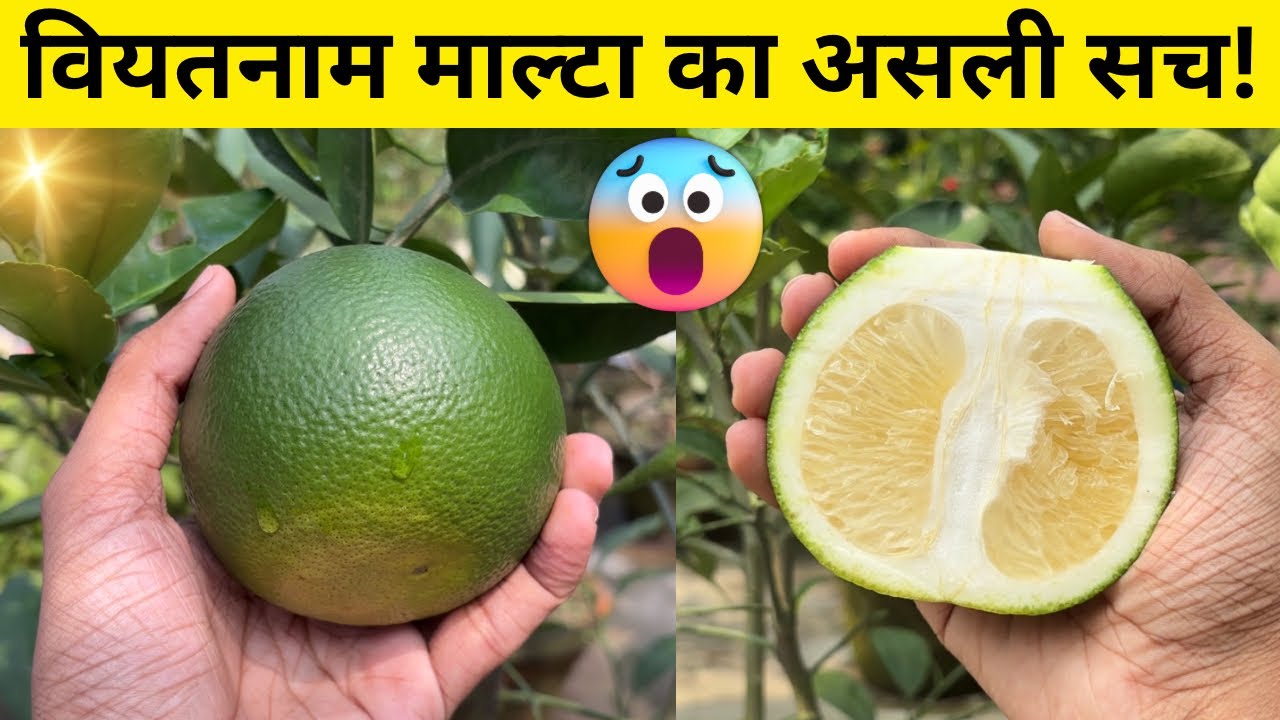 Vietnam Malta Care Guide (IN HINDI) Best All Time Malta Fruit Plant