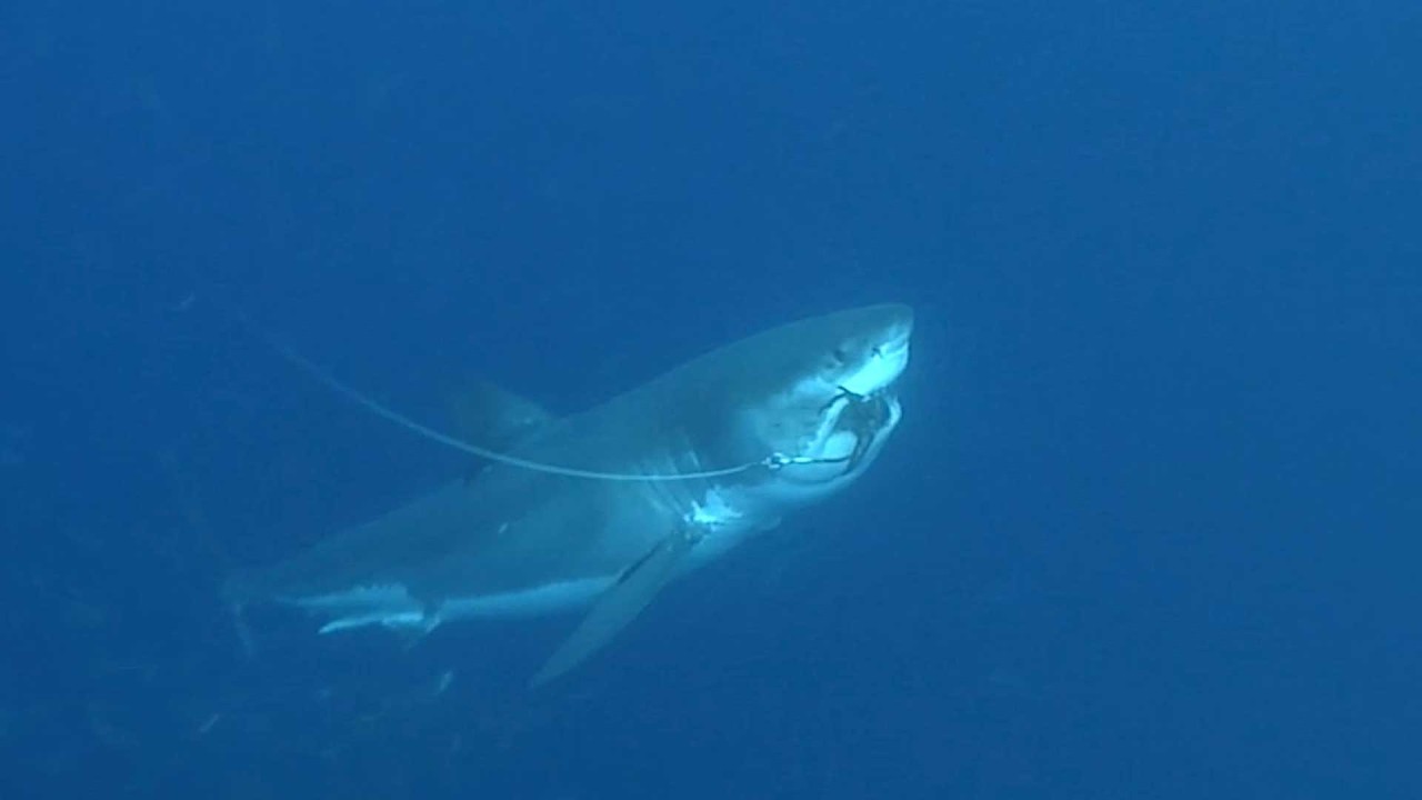SHARK TAGGING | DIVIDE AND CONQUER
