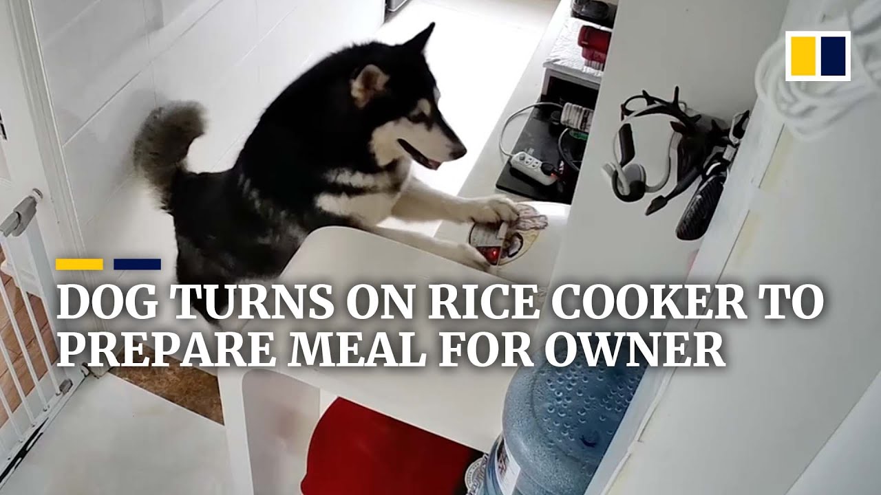 Dog turns on rice cooker to prepare meal for owner in China