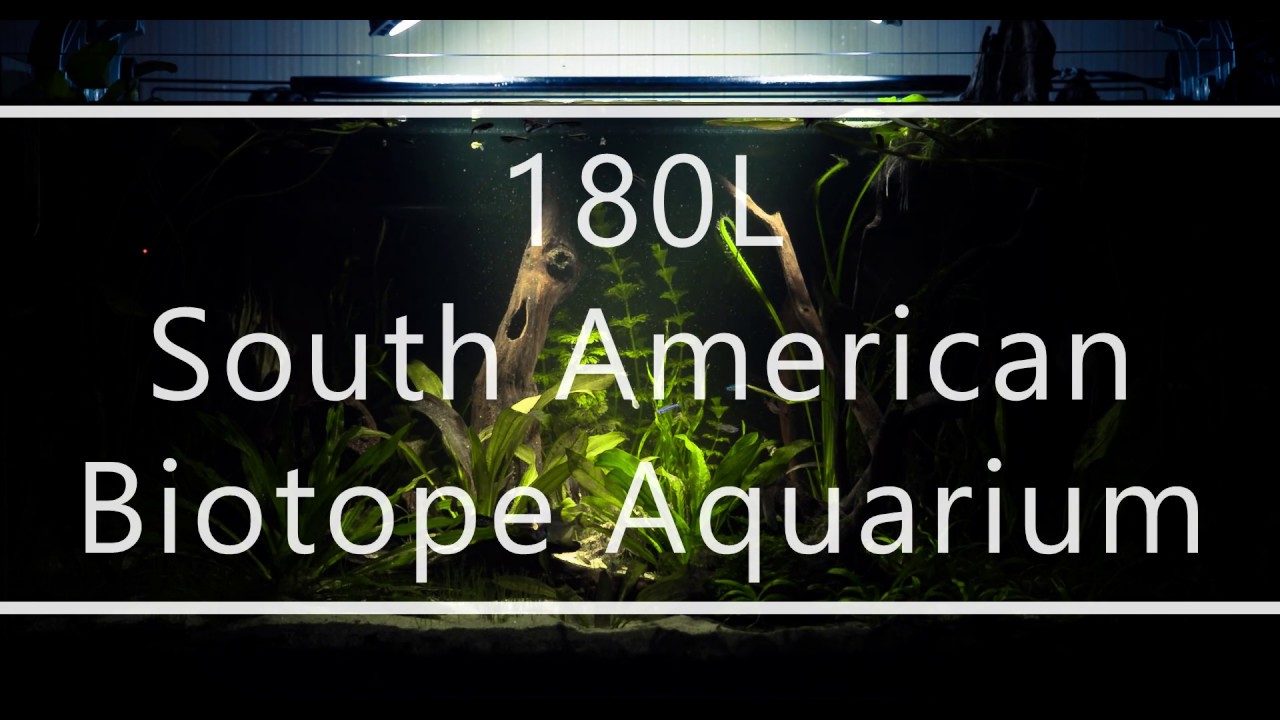 180L South American Biotope Aquarium (Canon 5D Mark III RAW VIDEO)