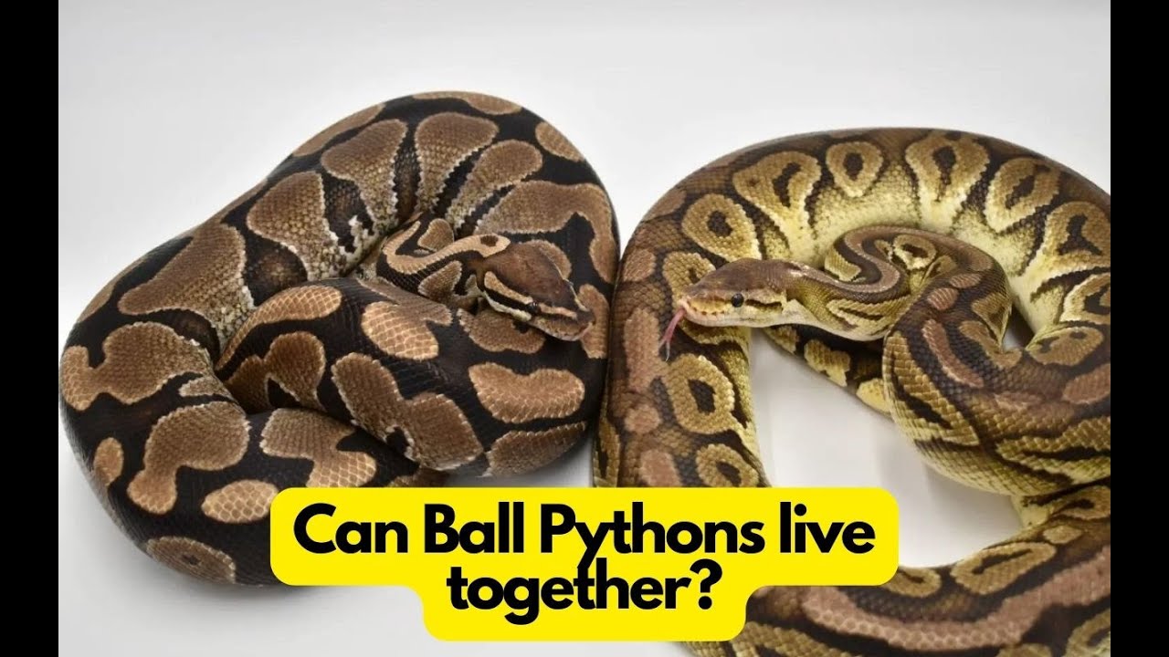 Can Ball Pythons live together? Is it safe?