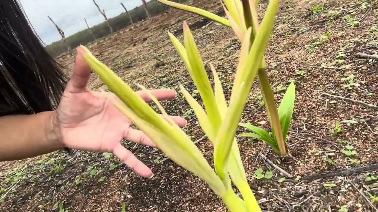 Plantamos milho 🌽 aqui no sítio, primeira chuva do ano! Alguém sabe que planta é essa?