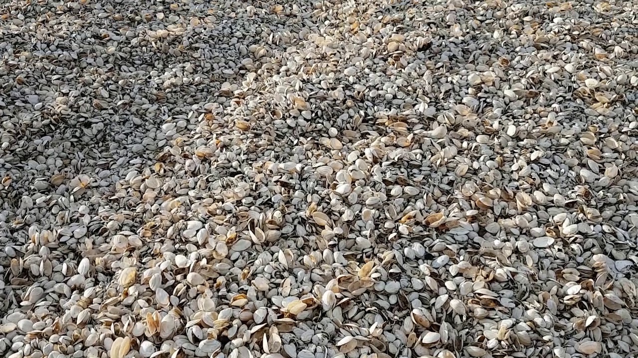 Wenn die Muscheln sterben. Usedom Strand Ahlbeck Ostsee  Deutschland Europa Meer  27 Oktober 2020