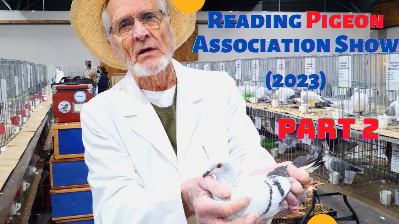 The Biggest [PIGEON SHOW] - Lancaster, PA (Part 2...)