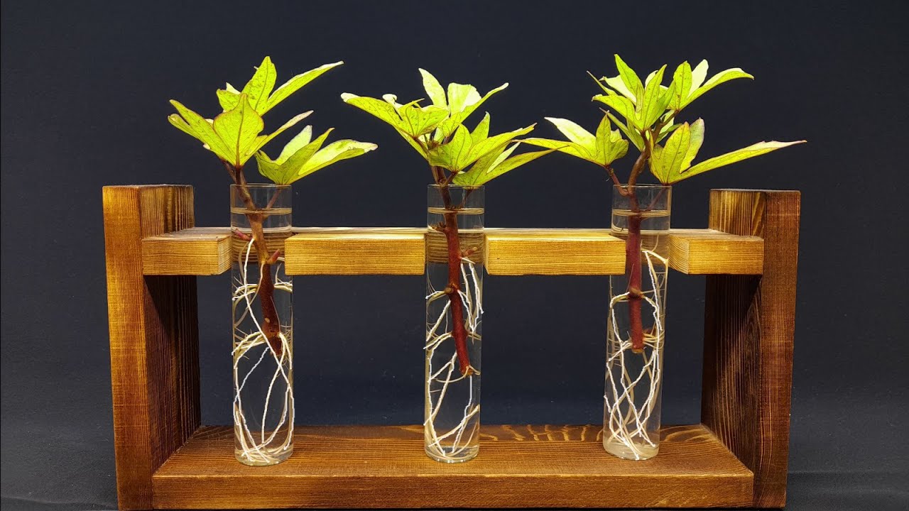 Growing sweet potatoes from cuttings - 65 days of growing #greentimelapse #gtl #timelapse