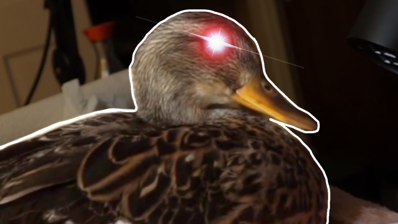 Duck vs Keyboard