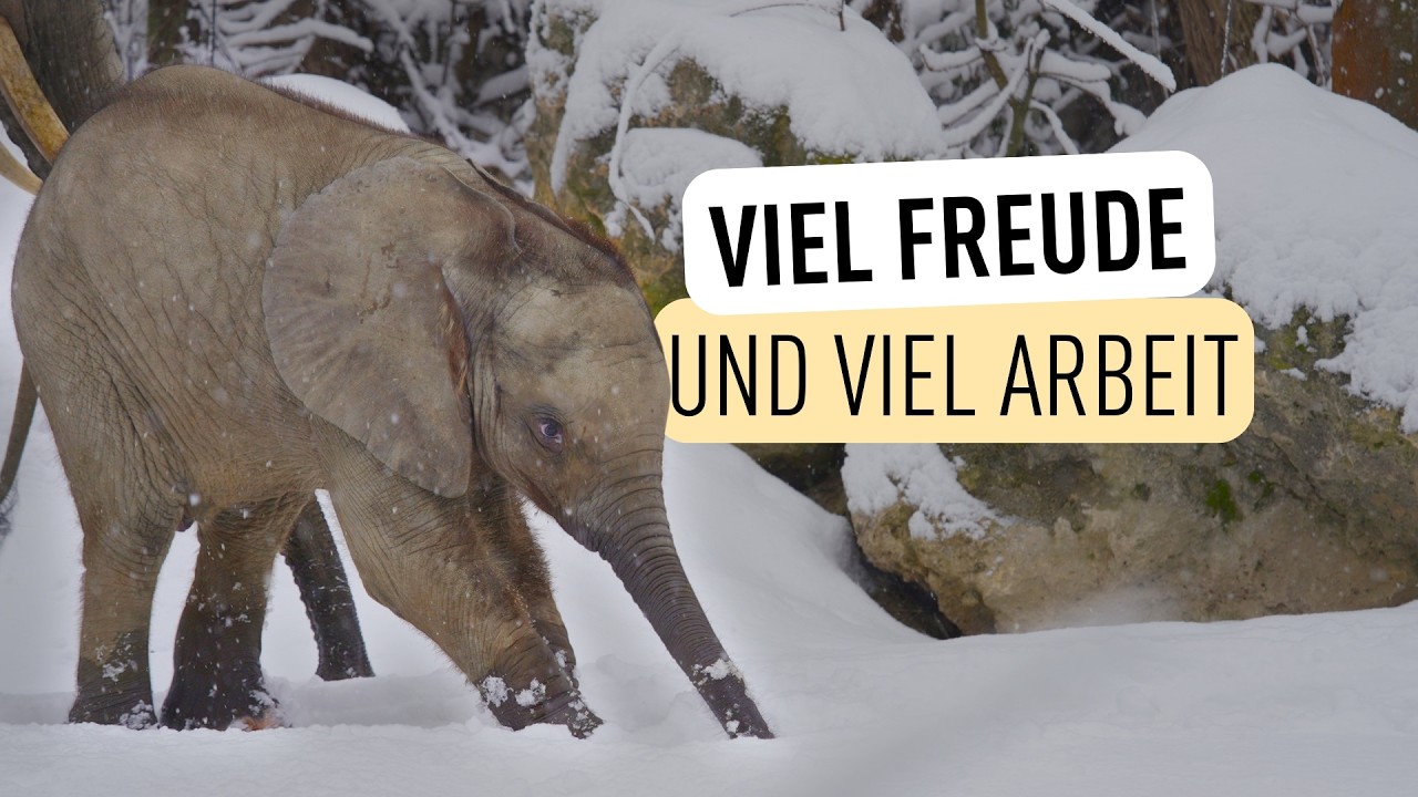 Tierisch viel Schnee I Tiergarten Schönbrunn